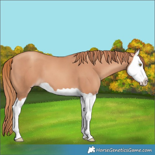 Horse Color:Gold Champagne Splash
