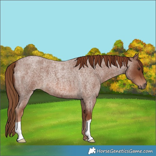 Horse Color:Red Roan 