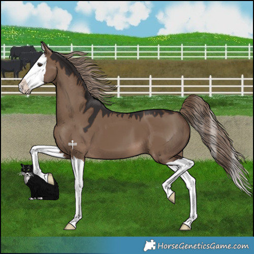 Horse Color:Liver Red Dun Splash