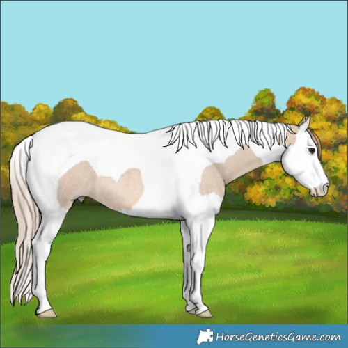 Horse Color:Red Dun Roan Splash Tobiano
