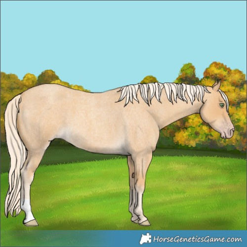 Horse Color:Gold Cream Champagne Roan