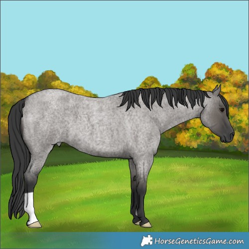 Horse Color:Grullo Roan