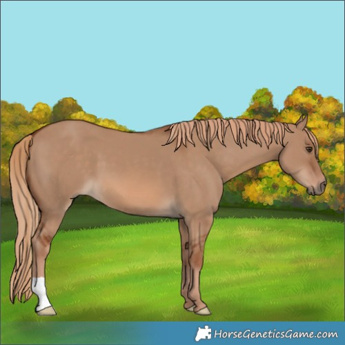 Horse Color:Red Dun