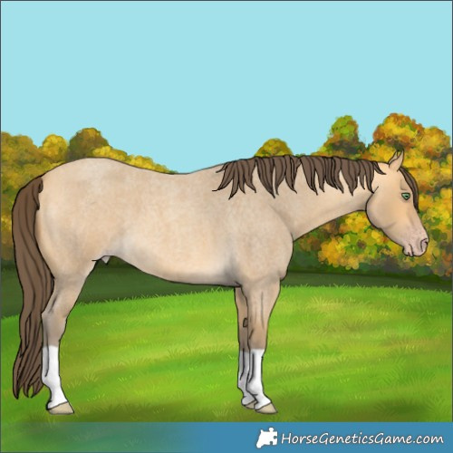 Horse Color:Amber Cream Champagne Roan
