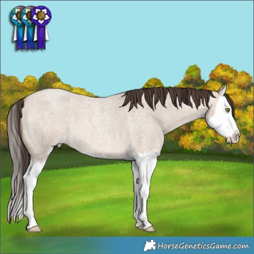 Horse Color:Amber Champagne Roan Dun Splash 