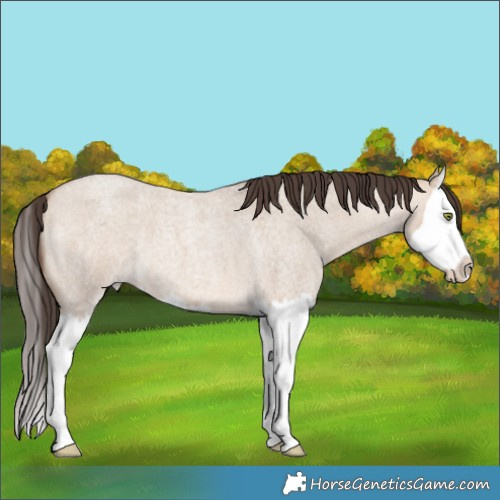 Horse Color:Amber Champagne Roan Dun Splash
