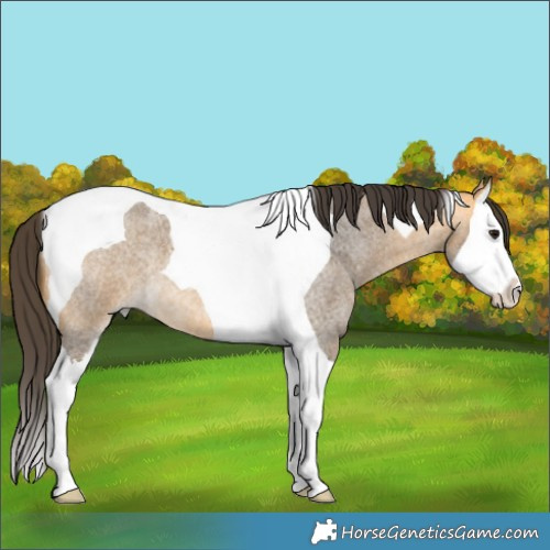 Horse Color:Buckskin Roan Splash Tobiano 