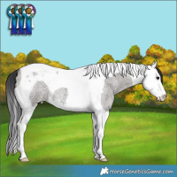 Horse Color:Grullo Roan Splash Tobiano 