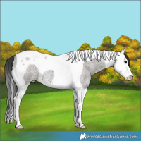 Horse Color:Grullo Roan Splash Tobiano