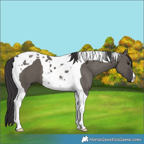 Horse Color:Smoky Grullo Tobiano