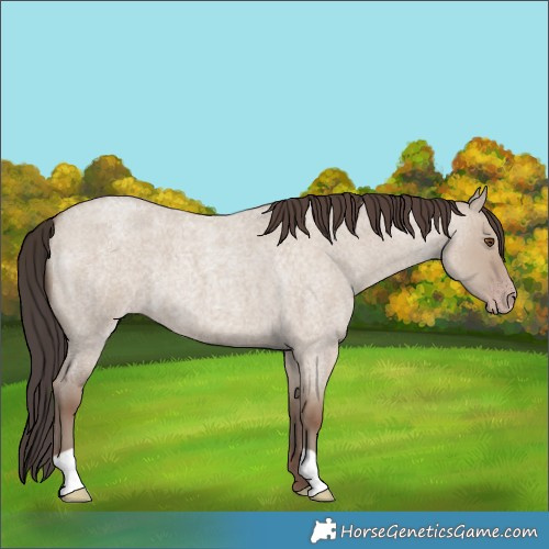 Horse Color:Classic Champagne Roan Dun