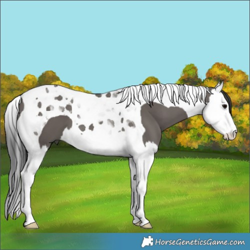 Horse Color:Grullo Splash Tobiano