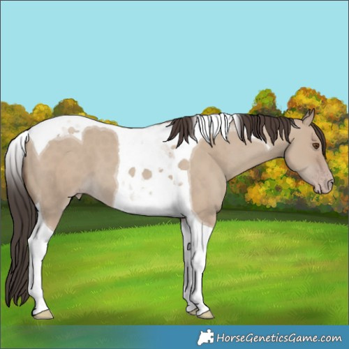 Horse Color:Classic Champagne Dun Tobiano 