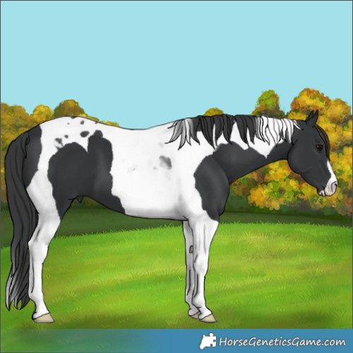 Horse Color:Black Tobiano 