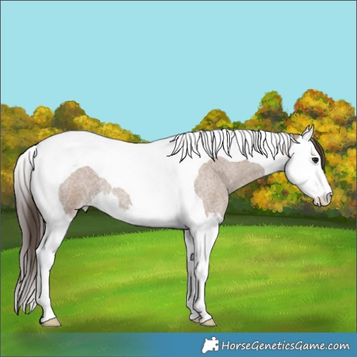 Horse Color:Classic Champagne Roan Splash Tobiano 