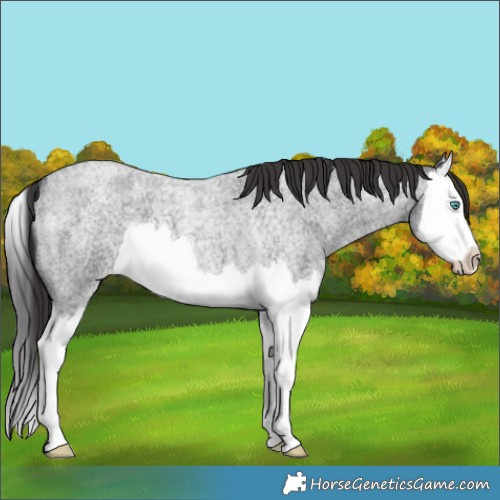 Horse Color:Smoky Blue Roan Splash 