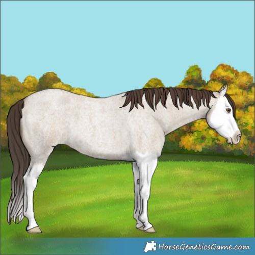 Horse Color:Classic Champagne Roan Dun Splash 