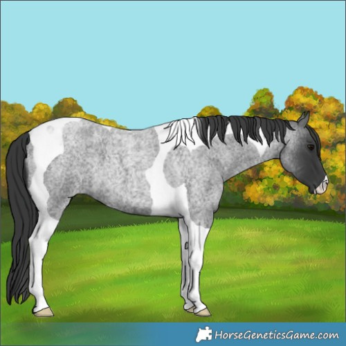 Horse Color:Blue Roan Tobiano 