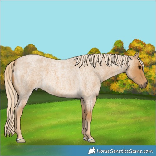 Horse Color:Palomino Roan 