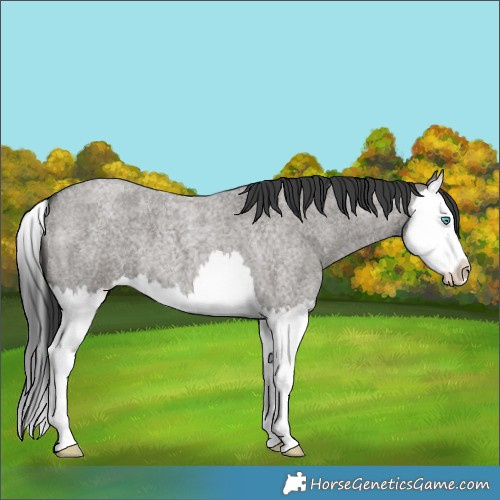 Horse Color:Grullo Roan Splash 