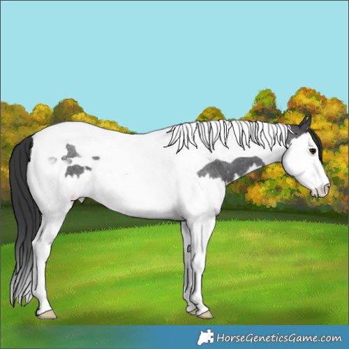 Horse Color:Blue Roan Splash Tobiano