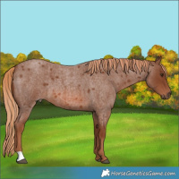 Horse Color:Red Roan 