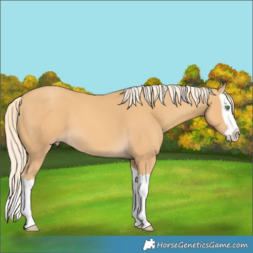 Horse Color:Gold Cream Champagne Splash