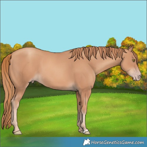 Horse Color:Gold Champagne 