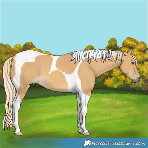 Horse Color:Palomino Dun Tobiano