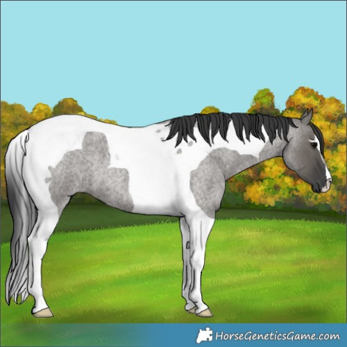 Horse Color:Grullo Roan Tobiano 