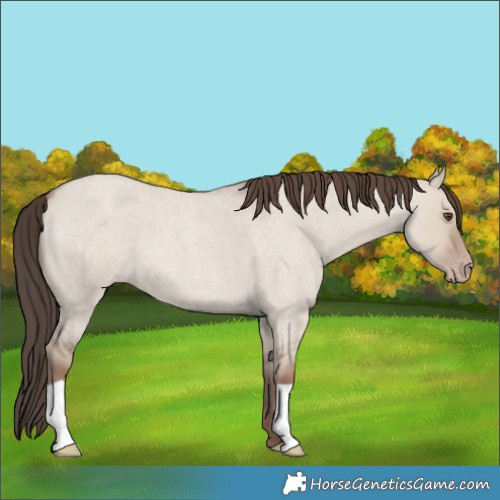 Horse Color:Classic Champagne Roan Dun