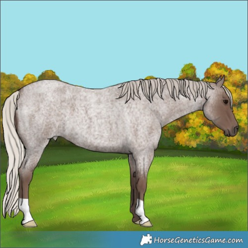 Horse Color:Silver Blue Roan