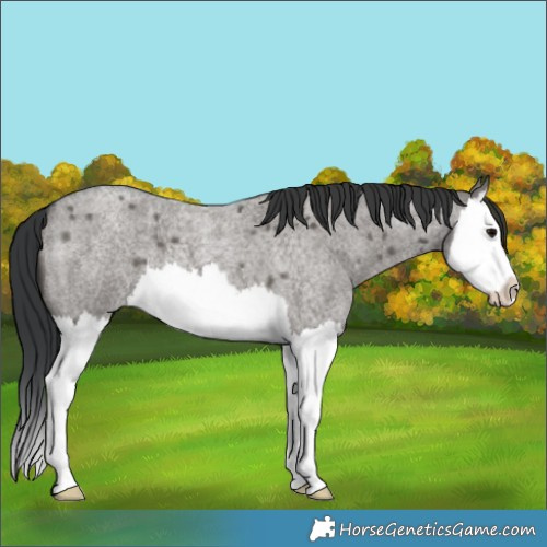 Horse Color:Grullo Roan Splash 