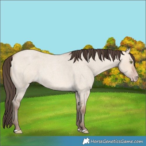 Horse Color:Amber Champagne Roan Dun 