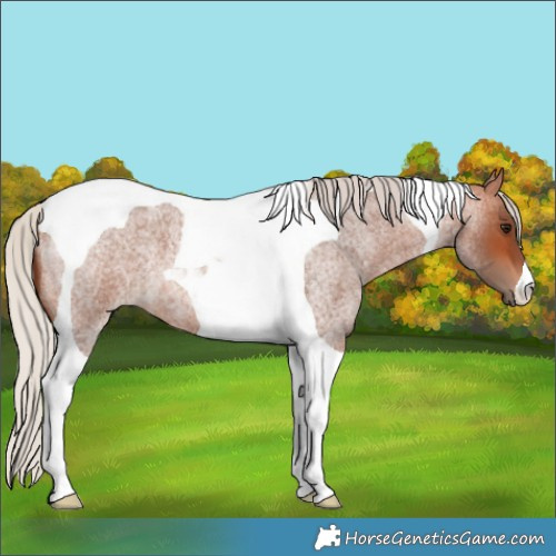Horse Color:Silver Bay Roan Tobiano 