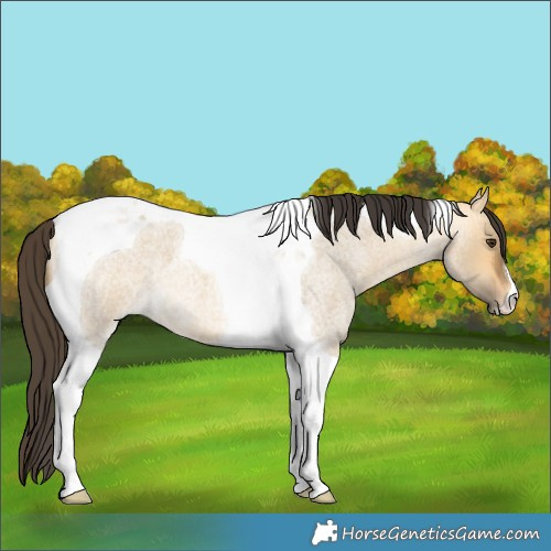 Horse Color:Buckskin Roan Dun Tobiano