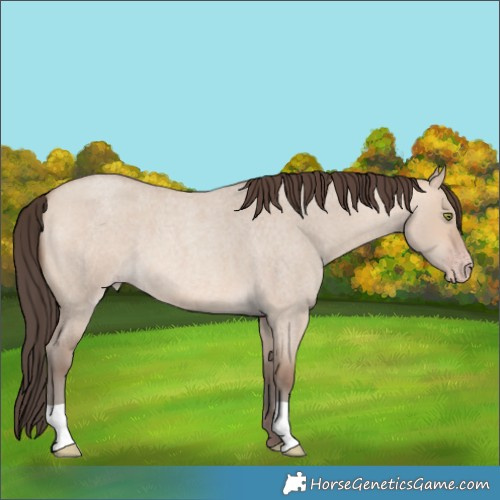 Horse Color:Amber Champagne Roan Dun 