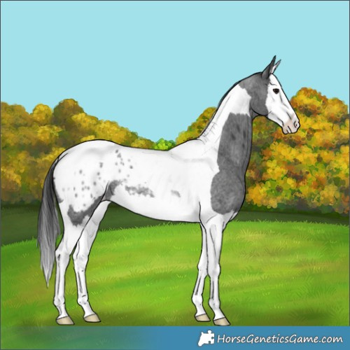 Horse Color:Blue Roan Splash Tobiano Appaloosa Rabicano