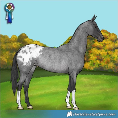 Horse Color:Blue Roan Appaloosa Rabicano