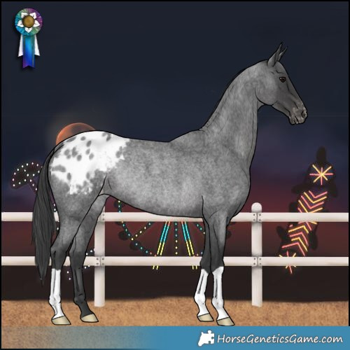 Horse Color:Blue Roan Varnish Rabicano 