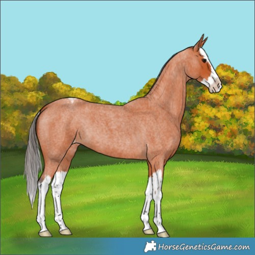 Horse Color:Bay Roan Splash Appaloosa 
