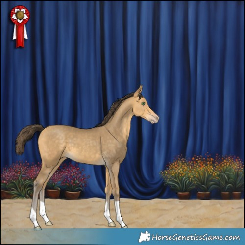 Horse Color:Sable Cream Champagne 
