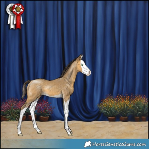 Horse Color:Sable Cream Champagne Splash 
