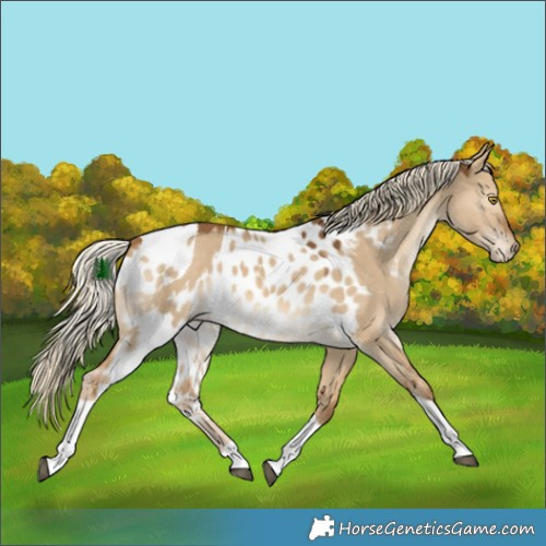 Horse Color:Chocolate Palomino Dun Tobiano Skewed Appaloosa 