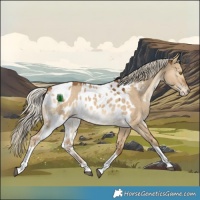 Horse Color:Chocolate Palomino Dun Tobiano Skewed Appaloosa