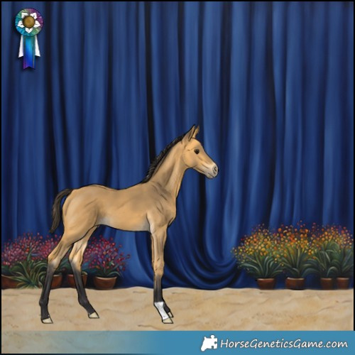 Horse Color:Buckskin 