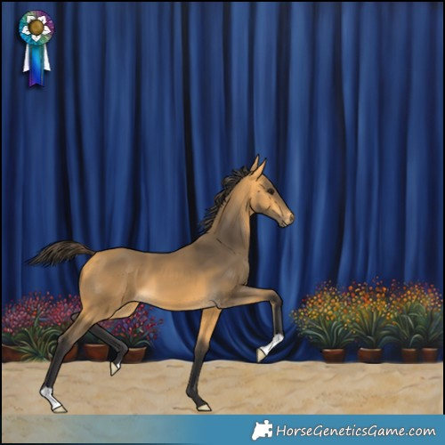 Horse Color:Buckskin 