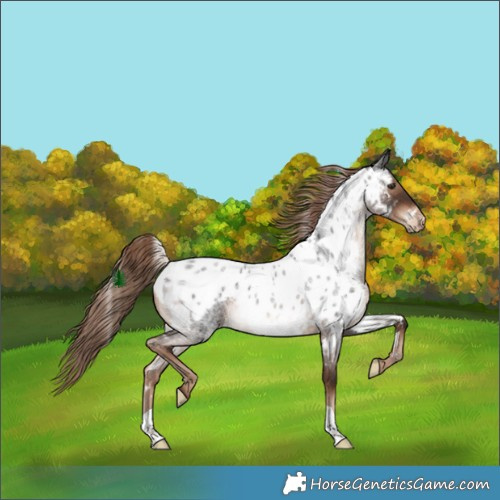 Horse Color:Liver Red Roan Skewed Appaloosa