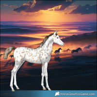 Horse Color:Amber Cream Champagne Splash Near Leopard Rabicano
