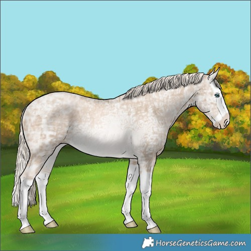 Horse Color:Chocolate Palomino Ice Pearl Splash Rabicano